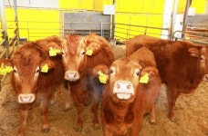 [NF 포토] 판문점 넘을 날 기다리는 서산 통일소 후손들