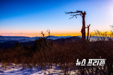 [NF포토] 태백산 일출에서 만난 주목 고사목 풍광
