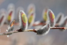 [NF포토] 봄기운 머금은 버들강아지