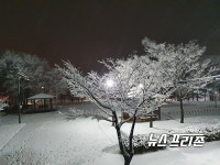 의정부시 경전철 곤제역 앞 공원에 핀 3월 춘설화