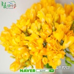 청양군, 프리지아재배 농가 돕기에 나서, 온라인 판로 개척 앞장