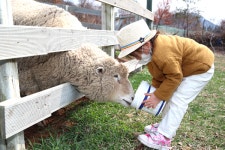 [NF포토]  산청 청계 양떼목장 먹이주기 체험 즐거워요