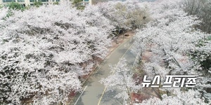 인천시, 벚꽃시즌 인천대공원·월미공원 전면 폐쇄