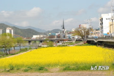 [사진기사]보령시 대천천변에 유채꽃 만발
