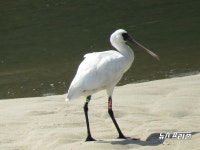 창원 봉암갯벌서 멸종위기종 저어새 발견