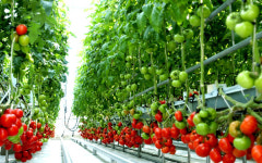 진주시, 고품질 신선 농산물 생산기반 지원