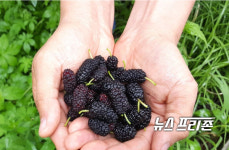 산엔청쇼핑몰, 항노화 베리 오디 타임세일