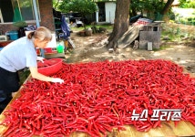 [포토] 섭씨 34도 불볕더위에 태양초 말리는 손길
