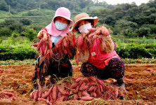 산청 밤고구마 농가소득 효자노릇 톡톡
