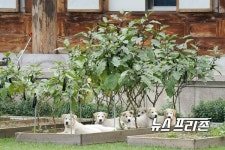 문 대통령, 마루·곰이 반려견 새끼 희망 지자체에 분양