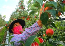 [NF포토] 태안서 홍로 사과 수확 한창
