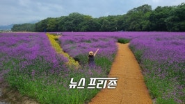 함양산삼항노화엑스포 열리는 상림공원 가보니...