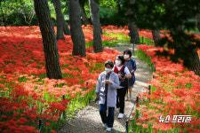 보령 성주산자연휴양림으로 꽃 무릇 구경 오세요 