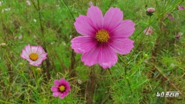 [NF포토] 가을비 머금은 코스모스, 바람에 나빌레라