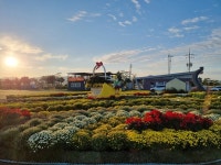 강진군, 강진만 생태공원서 즐기는 버스킹과 국화의 향연