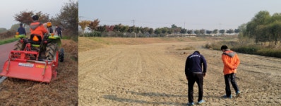 내년 유채꽃 만발한 평택 오성강을 기대합니다