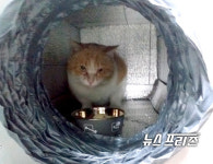 동물사랑연대 고사모, 길고양이들의 겨울나기 준비