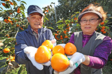 산청곶감 원료감 고종시 수확 한창
