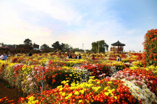 [NF포토]서산국화축제장에서 가을정취 만끽하는 시민들
