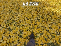 시몬. 너는 좋으냐? 낙엽 밟는 소리가~