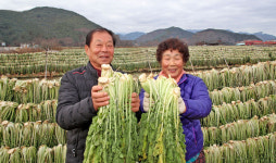 [포토] 산청 묵하마을 시래기 말리기 한창