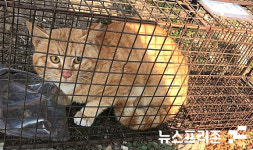 산청군, 올해 첫 길고양이 중성화 사업 시행