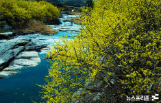 산수유꽃 만개한 산동마을 풍경