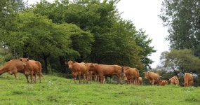 충남 홍성군, 6억 들여 한우 농가 경영 개선책 마련