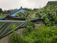 충청 지역 호우주의보...비 피해 2건 발생
