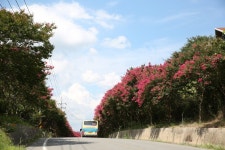 충남 서천으로 배롱나무 구경 오세요~!