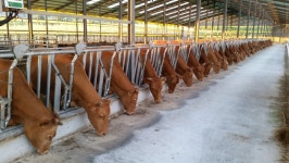 강진군, 축산농가 대출 지원