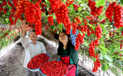 [포토] 태풍 이겨내고 탐스럽게 익은 오미자 수확
