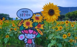 [포토] 논공 꽃단지 해바라기 밭으로 힐링하러 떠나보자