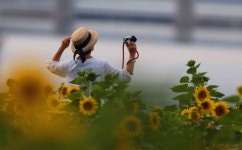 논공밭미나리건강원 | [포토] 논공 꽃단지 해바라기 밭으로 힐링하러 떠나보자