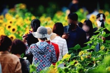논공밭미나리건강원 | [포토] 논공 꽃단지 해바라기 밭으로 힐링하러 떠나보자