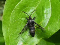 신안군, 신종 1종·미기록종 4종 곤충 발견