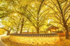 충남 보령시, 신경섭 전통가옥 일원서 청라은행마을 축제 열린다