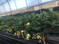 고령군, 딸기 금실 품종 본격 출하