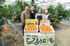 꿈트리·팜앤더담 한라봉 재배 농가, 고령군 드림스타드 후원