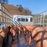 경상남도 축산연구소 분양돼지 농가 만족도 우수