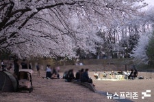 카이스트 노천극장 벚꽃...깜짝 공연 하는 카이스트 직원 기타 동아리