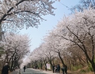 평택의 봄꽃 명소 은혜로 벚꽃길