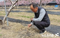 세종시 지역 복숭아 농가 이상저온 동해 피해...새벽부터 나와 온도 조절