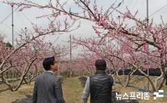 세종시 지역 복숭아 농가 이상저온 동해 피해...농사는 하늘이 하는 일