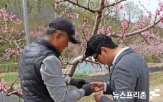 세종시 지역 복숭아 농가 이상저온 동해 피해...연서면 일대 다행