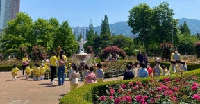 성산구 장미공원 5월 장미 만개