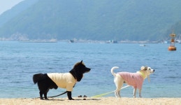 거제시, 명사해수욕장에 반려동물 해수욕장 조성∙운영...7월1일 개장