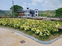 충남 부여 양화면서 황골장미축제 열린다