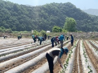 성주군,  성주가야산황금들녘메뚜기축제 영농체험장 조성