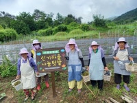 거창군 북상면 신기마을, 나눔텃밭 첫 수확